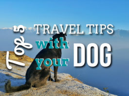 Traveling with Your Dog